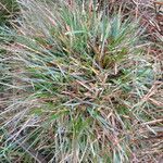 Deschampsia cespitosa leaf picture by Ugoline Jacquot (cc-by-sa)