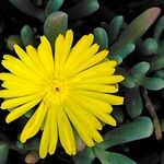 Malephora lutea flower picture by Maarten Vanhove (cc-by-sa)