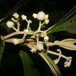 Miconia albertobrenesii flower picture by Nelson Zamora Villalobos (cc-by-nc)