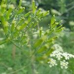 Chaerophyllum bulbosum fruit picture by Dr. Abdallah Khatib (cc-by-sa)