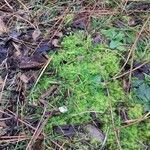 Plantago subulata habit picture by Tristan Jaton-Maria (cc-by-sa)