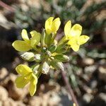 Brassica repanda flower picture by Sylvain Piry (cc-by-sa)