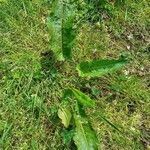 Rumex obtusifolius habit picture by angel_e (cc-by-sa)