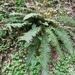 Polystichum aculeatum habit picture by Kai Best (cc-by-sa)