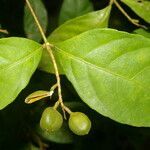 Rinorea hummelii fruit picture by Nelson Zamora Villalobos (cc-by-nc)