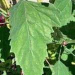 Chenopodium giganteum leaf picture by Serge Beuchat (cc-by-sa)