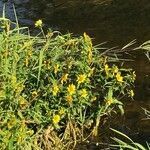 Bidens cernua flower picture by Christopher Briggs (cc-by-sa)