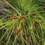 Cyperus ligularis fruit picture by Yohan Bradshaw (cc-by-sa)