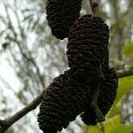 Alnus cordata fruit picture by Mario Cman (cc-by-sa)