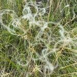 Stipa pennata fruit picture by Jacques Zuber (cc-by-sa)