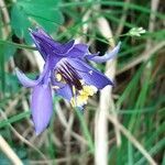 Aquilegia einseleana flower picture by Pietro Brignoli (cc-by-sa)