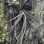 Tillandsia pohliana habit picture by Trap Hers (cc-by-sa)