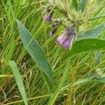 Symphytum officinale flower picture by Maria Rothammer (cc-by-sa)