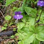 Pinguicula grandiflora habit picture by huy HO (cc-by-sa)