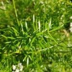 Asparagus densiflorus leaf picture by Harry Clegg (cc-by-sa)