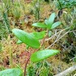 Bomarea crassifolia leaf picture by Gabriel OLLIVIER (cc-by-sa)