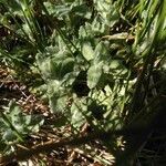 Teucrium scordium leaf picture by Rolland Paillat (cc-by-sa)