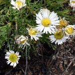 Erigeron compositus flower picture by Jack Pommer (cc-by-sa)