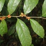 Sorocea affinis fruit picture by Nelson Zamora Villalobos (cc-by-nc)