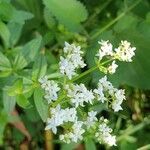 Galium rubioides flower picture by Janos Balint (cc-by-sa)