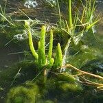 Salicornia procumbens leaf picture by Martin Grunert (cc-by-sa)