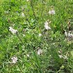 Asphodelus fistulosus habit picture by Monteiro Henrique (cc-by-sa)