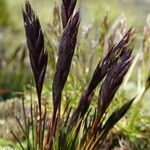 Festuca peruviana habit picture by Fabien Anthelme (cc-by-sa)