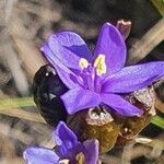 Aristea abyssinica flower picture by susan brown (cc-by-sa)