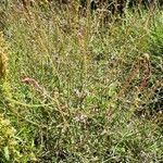 Verbena officinalis habit picture by Béatrice Escande (cc-by-sa)