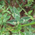 Trifolium vesiculosum leaf picture by Emanuele Santarelli (cc-by-sa)