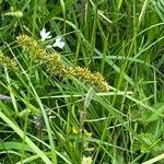 Carex otrubae flower picture by Delia McNally (cc-by-sa)