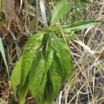 Psiadia punctulata leaf picture by susan brown (cc-by-sa)