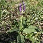 Salvia pratensis habit picture by Béranger Gallay (cc-by-sa)