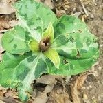 Trillium underwoodii leaf picture by Cody Ennis (cc-by-sa)