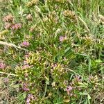 Centaurium littorale habit picture by Sans Attaches (cc-by-sa)