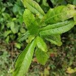 Acalypha integrifolia leaf picture by bruno trebel (cc-by-sa)