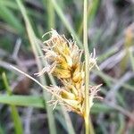 Carex bonariensis flower picture by Trap Hers (cc-by-sa)