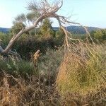 Ephedra fragilis habit picture by Alessio Monacchia (cc-by-sa)