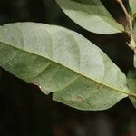 Licania latistipula leaf picture by Jean-François Molino (cc-by-sa)