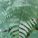 Dryopteris marginalis leaf picture by Serena boettcher (cc-by-sa)