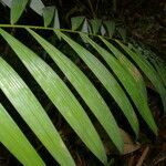 Oenocarpus mapora leaf picture by Nelson Zamora Villalobos (cc-by-nc)