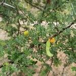 Vachellia exuvialis fruit picture by Mathieu Millan (cc-by-sa)