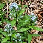 Amsonia tabernaemontana flower picture by Corrine Marshall (cc-by-sa)