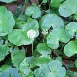 Hydrocotyle callicephala habit picture by Trap Hers (cc-by-sa)