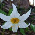 Erythronium montanum flower picture by Ethan Greer (cc-by-sa)