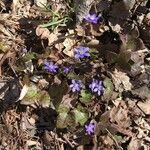 Hepatica nobilis habit picture by Daniel Bäck (cc-by-sa)