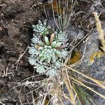 Draba nivicola leaf picture by Fabien Anthelme (cc-by-sa)