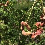 Pithecellobium dulce fruit picture by Hugo SANTACREU (cc-by-sa)