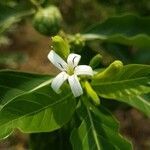 Morinda citrifolia flower picture by Prakash Rudraraju (cc-by-sa)