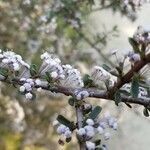 Ceanothus cuneatus flower picture by Joshua West (cc-by-sa)